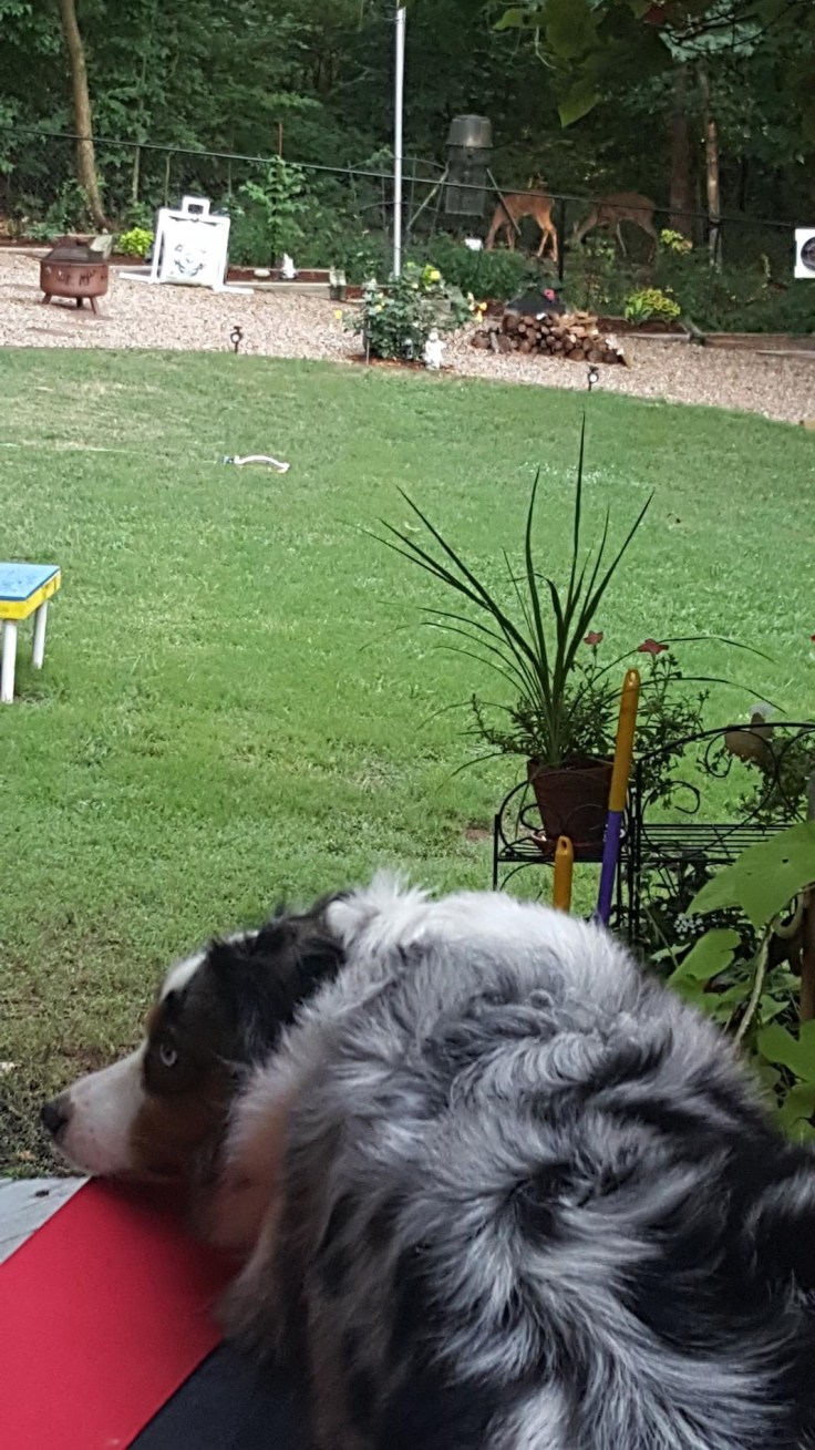 I just can't watch those deer any longer