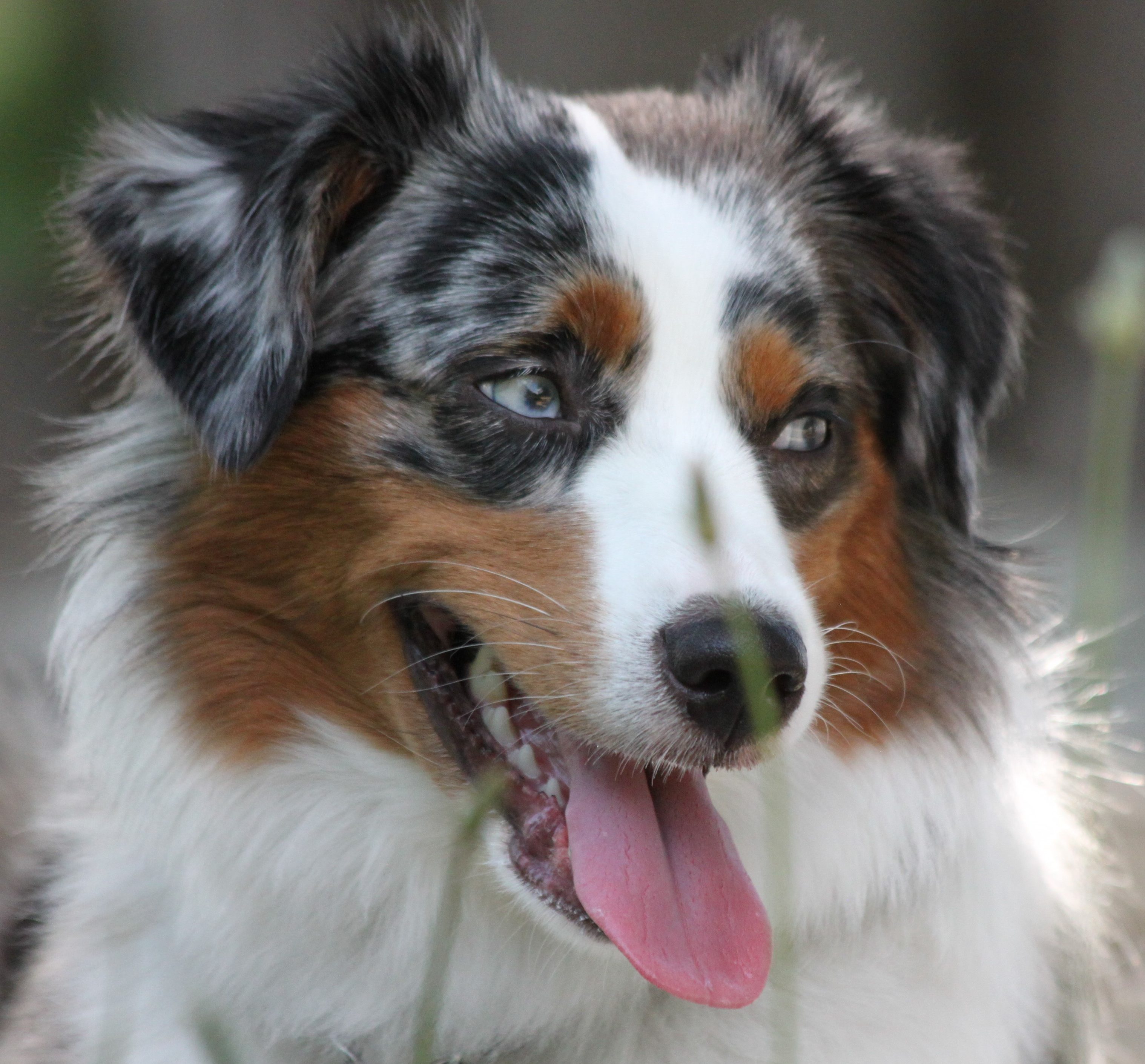 All About Me Heart-throb Miniature American Shepherds. Meet Aero, Venus, Kiki dee and Halley!